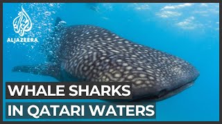 'A privilege': Swimming with endangered whale sharks in Qatar