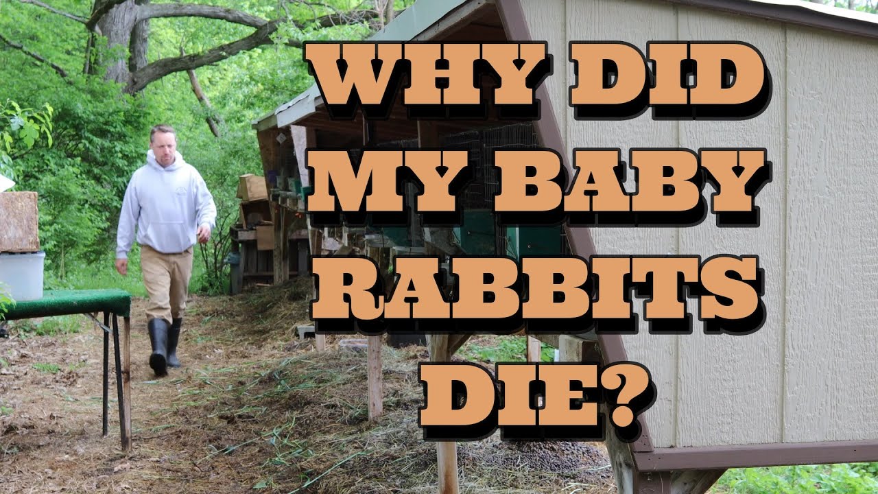 Why Did My Baby Rabbits Die?