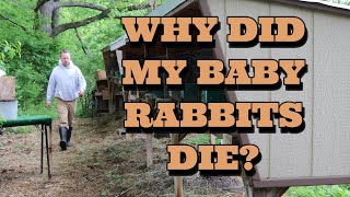 WHY DID MY BABY RABBITS DIE?