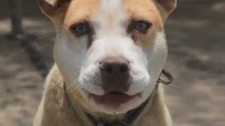 Bill requiring adequate shelter for dogs in Texas advances again | FOX 7 Austin