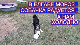картинка: НАША СОБАЧКА РАДУЕТСЯ И БЕГАЕТ ПО ЗАМОРОЖЕННОЙ ТРАВЕ . 21 ОКТЯБРЯ