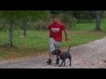 Dog training tips: Pop not pull...How to correct on leash Dog training tips: Pop not pull...How to correct on leash