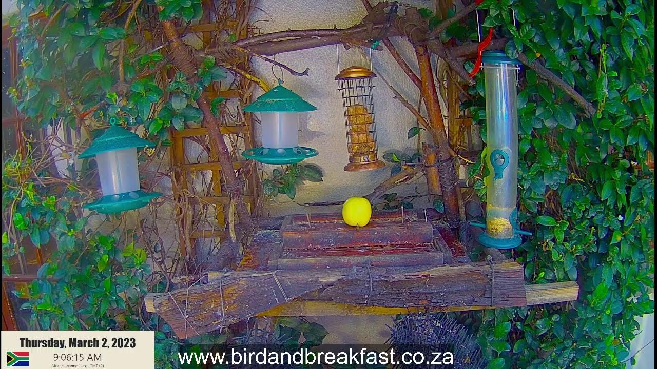 LIVE Bird Cam South Africa Hoopoes, Crested Barbets, Louries, Red