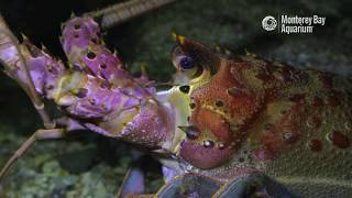 California Spiny Lobster | The Critter Corner