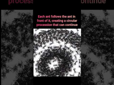 🐜 Death spiral