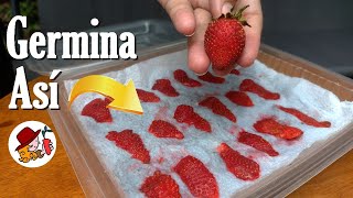 Germina Semillas de FRESAS con este método infalible