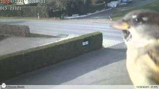 Sparrow bird on network camera (again) screenshot 4