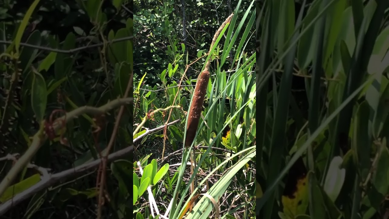 Broad-Leaf Cattail