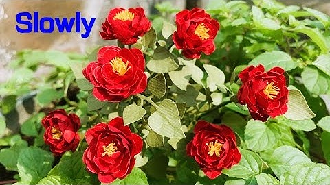 ABC TV | How To Make Paper Flower #4 | Flower Die Cuts (Slowly) - Craft Tutorial