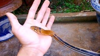 Rắn hổ ngựa, rắn sọc dưa (the radiated ratsnakes)