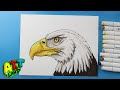 How to Draw a Bald Eagle Face