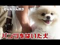 【ポメラニアン】下着をはいた犬　もふもふのおともだち　そらちゃんねる　わんこ　根室