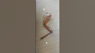 Leg of cockroach | MSc Zoology special paper entomology Sem 4 #msc #zoology #entomology #practical