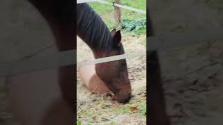 Geresto Dei E Lamico Paypal Catastinisamanta .It