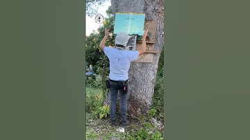 🐝🌳Removing bees from a tree.