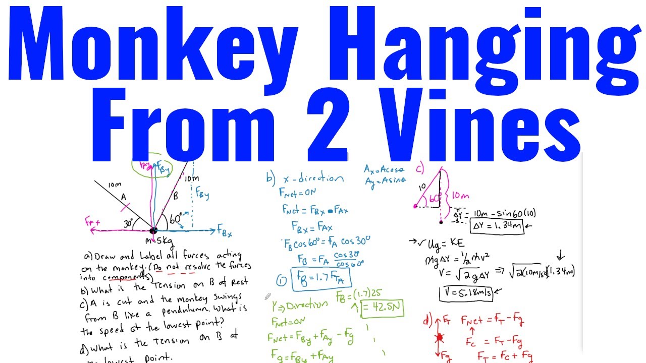 Monkey Hanging From 2 Vines Example Ap Physics 1 Youtube Monkey Hanging From 2 Vines Example Ap Physics 1 Youtube
