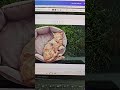 The EASIEST Way to Change Image Backgrounds in Canva