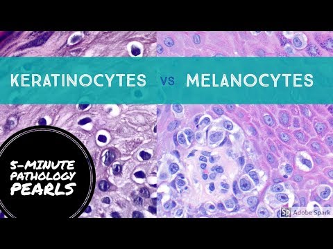 Melanocytes vs Keratinocytes Made Easy: 5-Minute Pathology Pearls