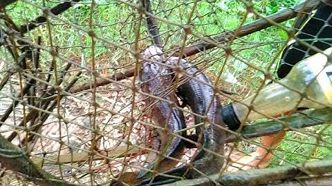 Thăm Lợp Cá Mùa Nước Nổi Chạy Cá Lóc Quá Ngon