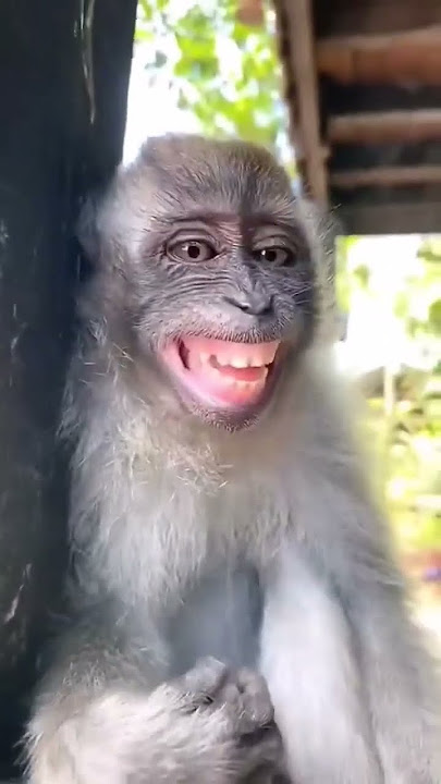 laughing monkey #shorts