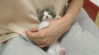 A Rescued Kitten wants to Sleep with Holding My Hand Tightly