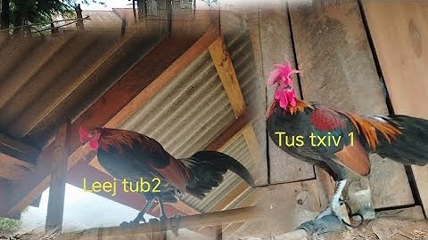 Qaib​ qus​nab​ 1​nab​ 2​ qua​ zoo​ 