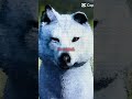NOBODY #wolves #wolf #wolfquest