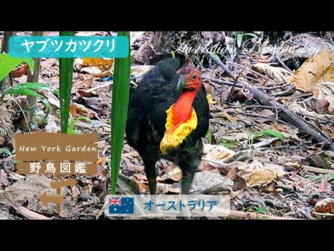 Wild bird encyclopedia: Australian Brushturkey - YouTube