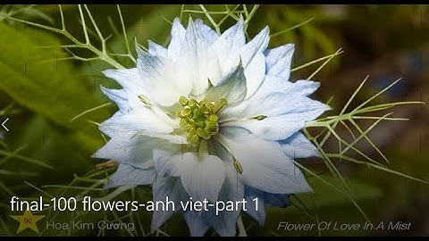 100 name of flower_Học tên 100 loại hoa (song ngữ Anh Việt phần 1).