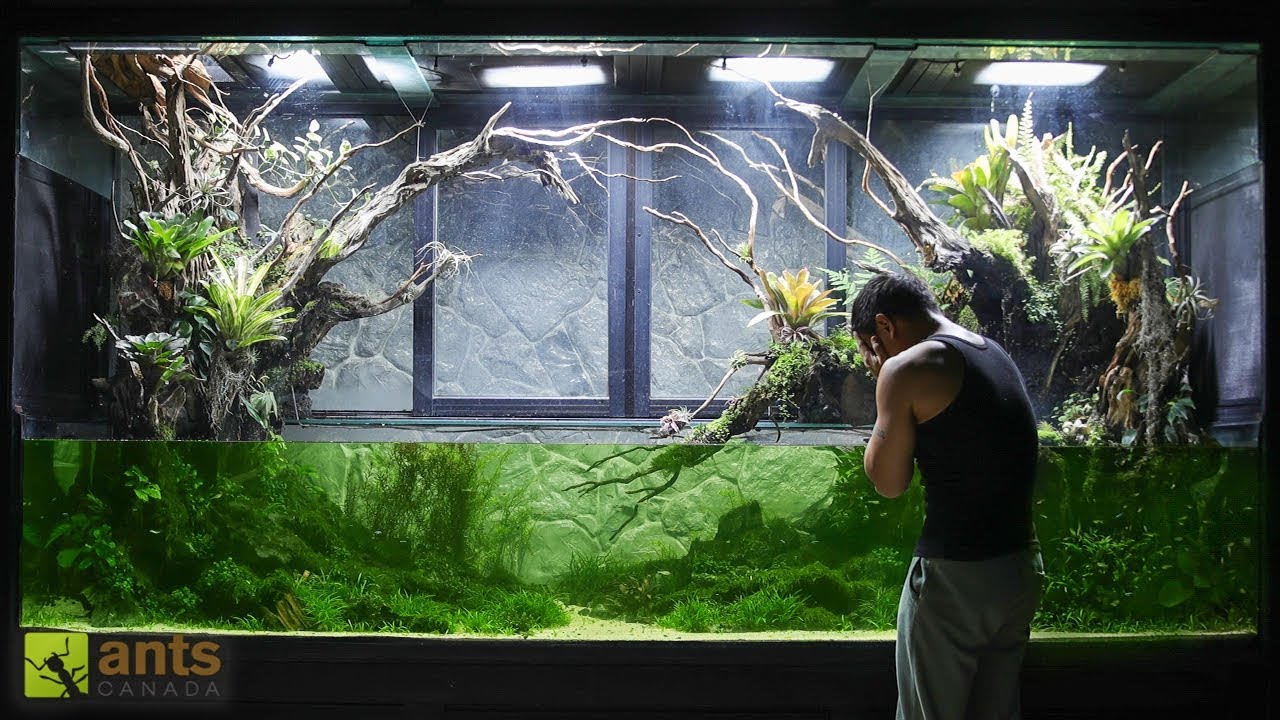Saving My Giant Wetlands Ecosystem Vivarium from Algae