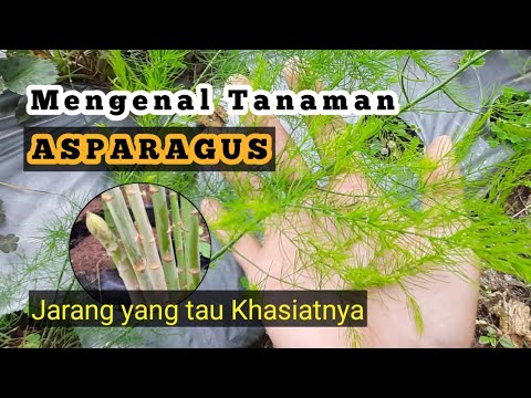 Video: Menumbuhkan Asparagus: Informasi Tentang Perawatan Asparagus