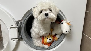 MALTESE DOGS REACTION WHEN I WASH HIS TOYS