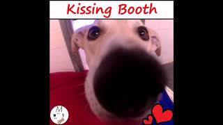 Cheshire Dogs Home Kissing Booth