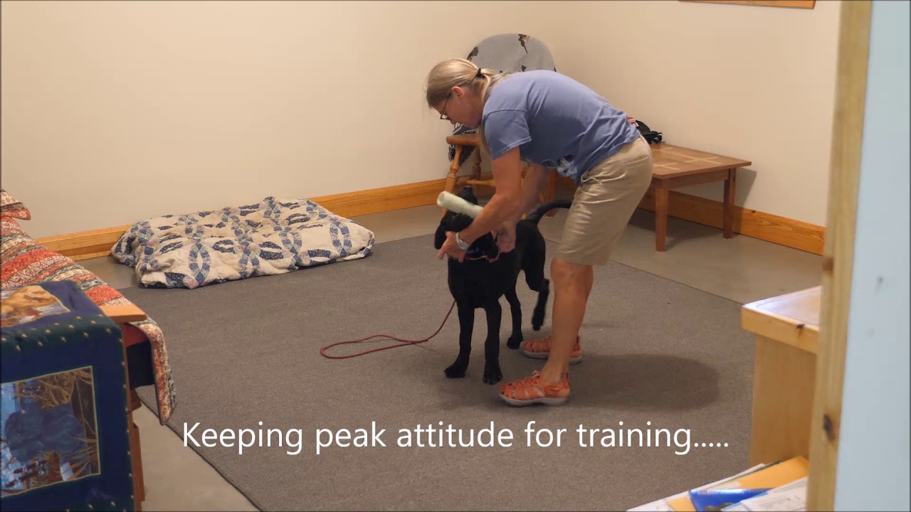 Watermark Retrievers Puppy Training     Indoor Summertime Lessons