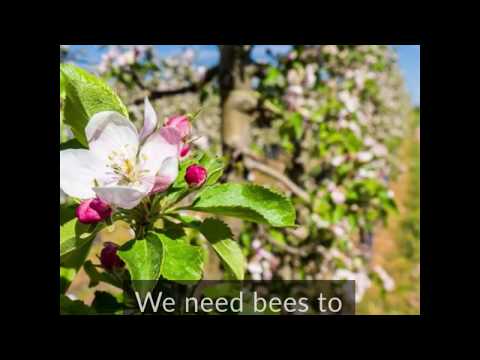 Robotic bee pollinates flowers