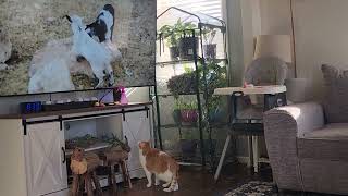 Cat watching #YouTube by Mark J. 26 views 3 months ago 2 minutes, 43 seconds