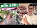 Wie viele Rhizome finden wir?🤔 Alocasia Frydek Variegata umtopfen🪴
