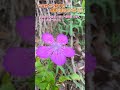 고요한 산기슭에 핀 패랭이 꽃의 반가운 미소~