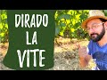 Sfogliatura della VITE: come defogliare e diradare grappoli