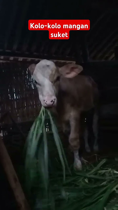 mangan ne nyenengke #cow #anaksapi #sapilucu #trendingshorts #shorts #shortvideo #short #shortsviral