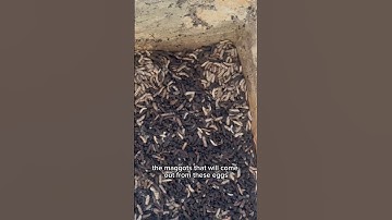 A facility where we are producing maggots for alternative animal feed