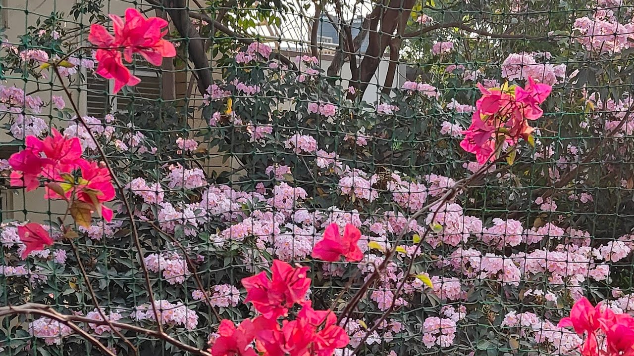 Pink Trumpet Spring Flowers Live by Flowers by Satya