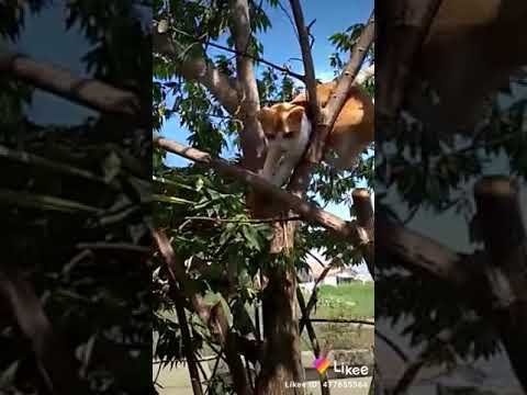  Kucing  lucu nyangkut di  pohon perut  kepenyet YouTube
