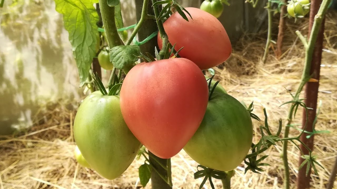 Кусты томатов ломаются от урожая?