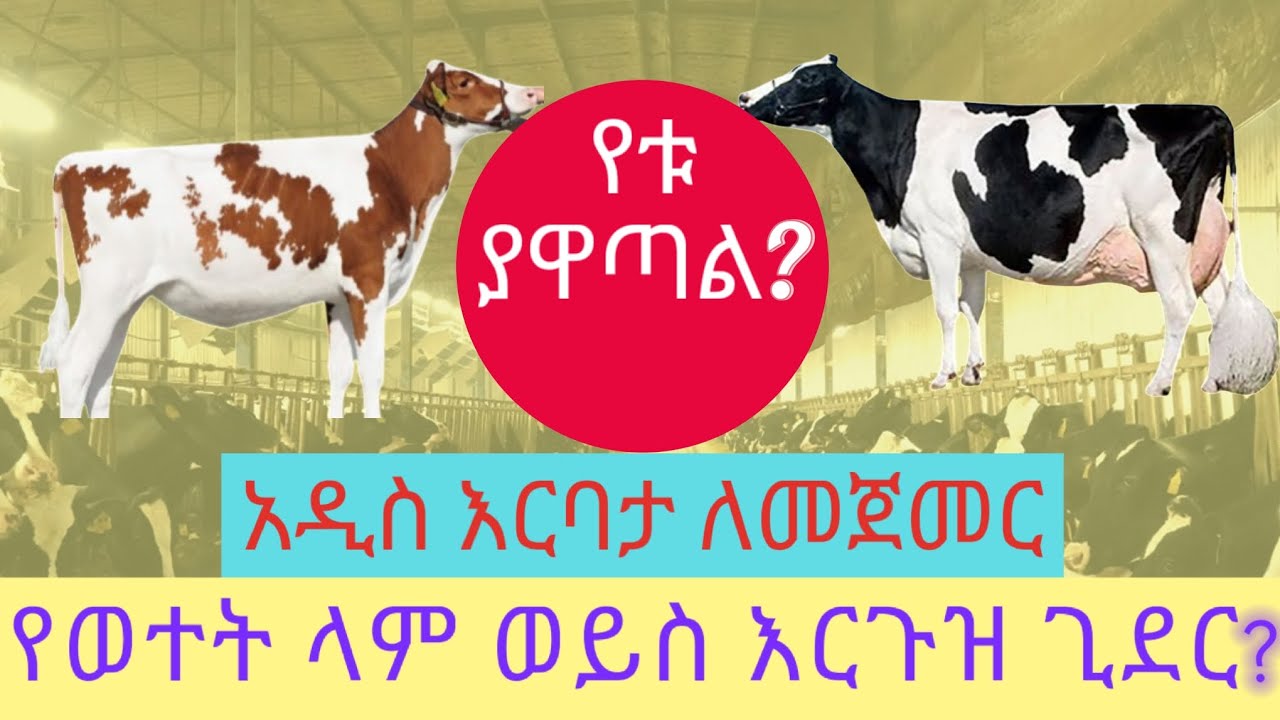 ምን ያዋጣል? |አዲስ እርባታ ለመጀመር | የወተት ላም ይሻላል ወይስ | እርጉዝ ጊደር?
