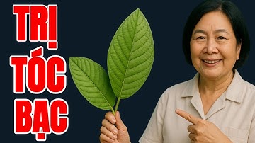 Trị Tóc Bạc Sớm Bằng Lá Ổi, Bí Quyết Bất Ngờ Giúp Tóc Đen Nhánh Chỉ Sau 1 Tuần