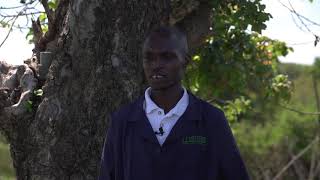 Managing Tuta Absoluta Through Biological Crop Protection Approaches - Tutasan Trap Compressed