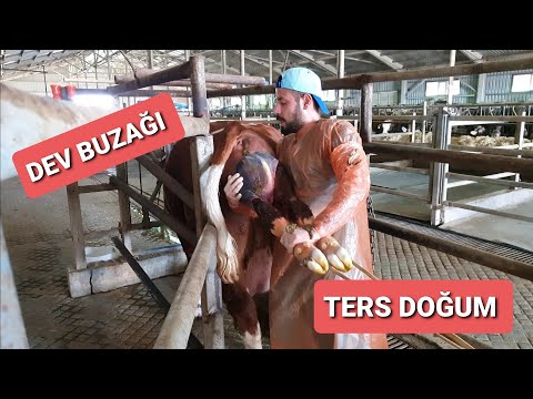 INEK DOĞUMU (TERS GELEN DEVASA BUZAĞI) MUTLAKA İZLEYİN