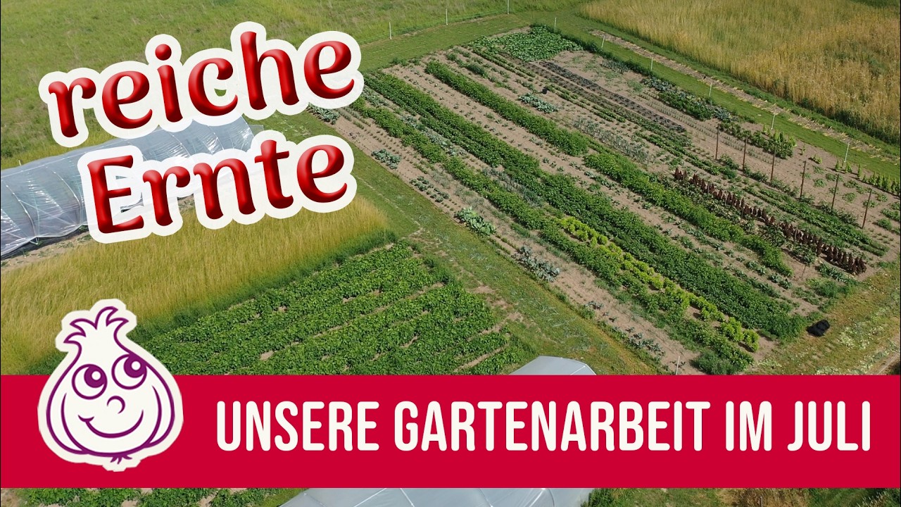 Der Juli roch nach Knoblauch, und ich wollte nur ernten. Wir hatten wochenlang Unkraut gezogen, die Beete gepflegt, endlich war es so weit. Doch als ich die erste Knolle aus der Erde hob, stand...