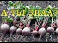 Сеем СВЕКЛУ в грунт: ВСЕ НЮАНСЫ ВЫРАЩИВАНИЯ🌱🌱🌱